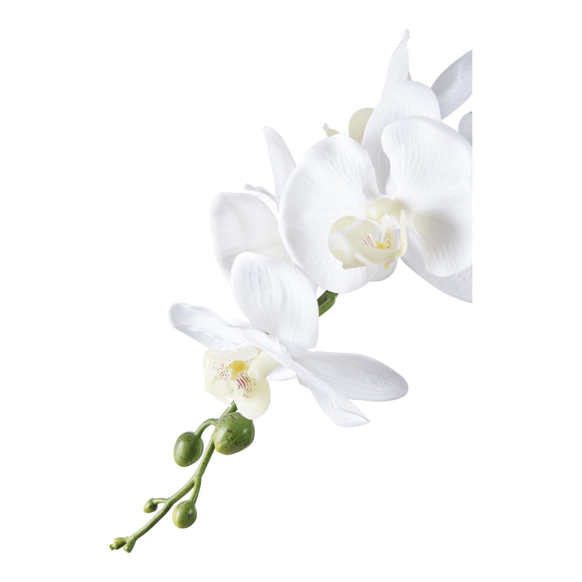 Orchidee - Afbeelding 3