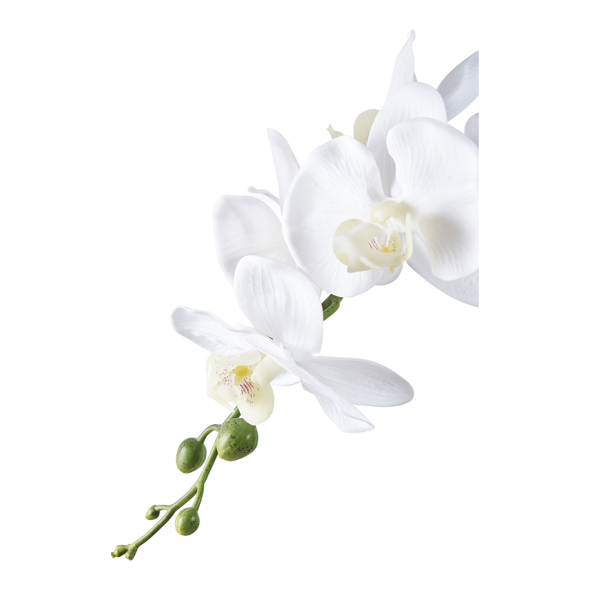 9501003-2.jpg Orchidee - Afbeelding 3