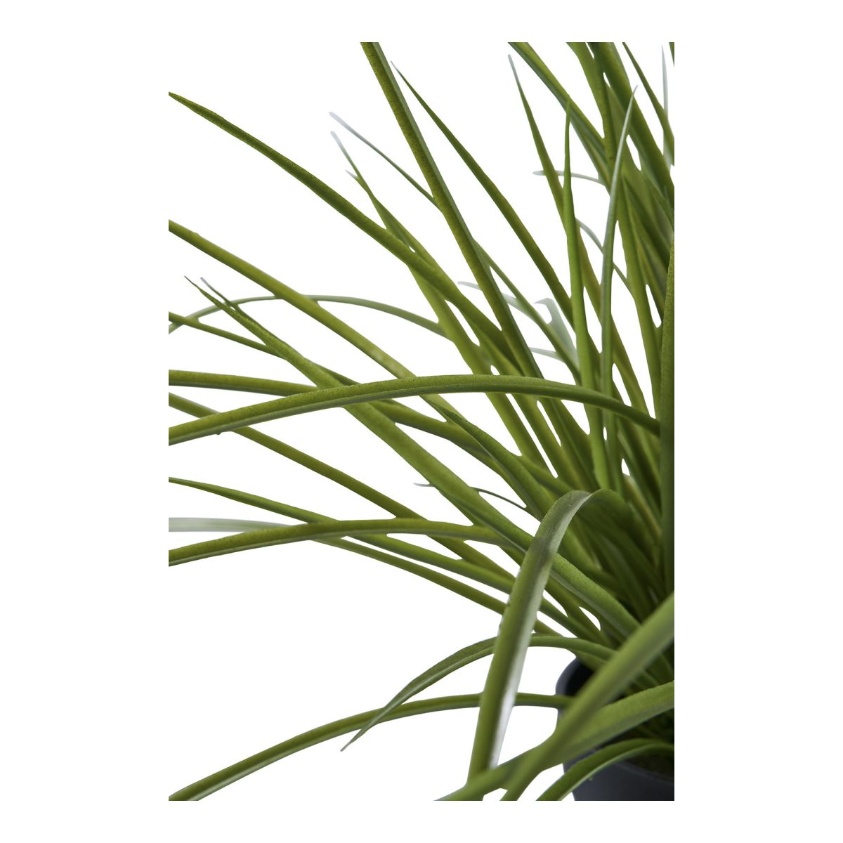 Gras - Afbeelding 3