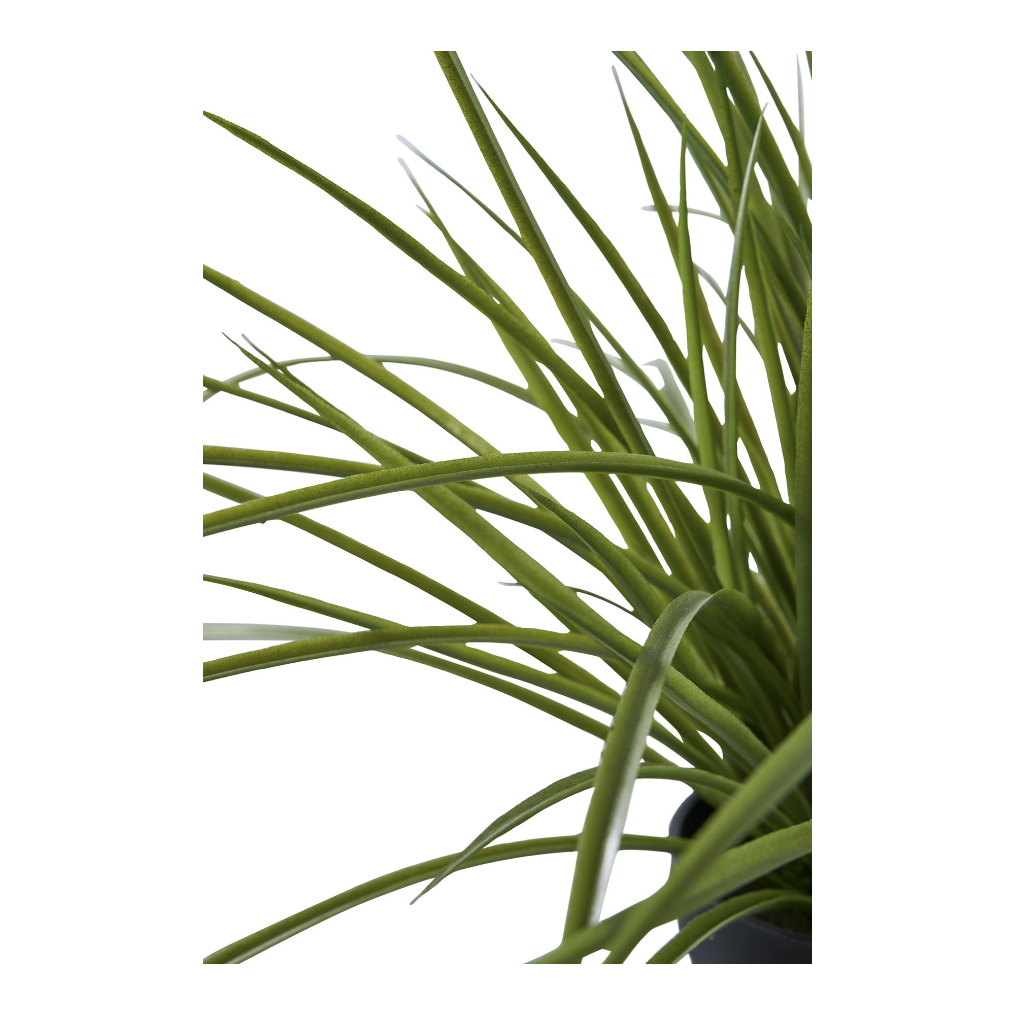 9501004-2.jpg Gras - Afbeelding 3