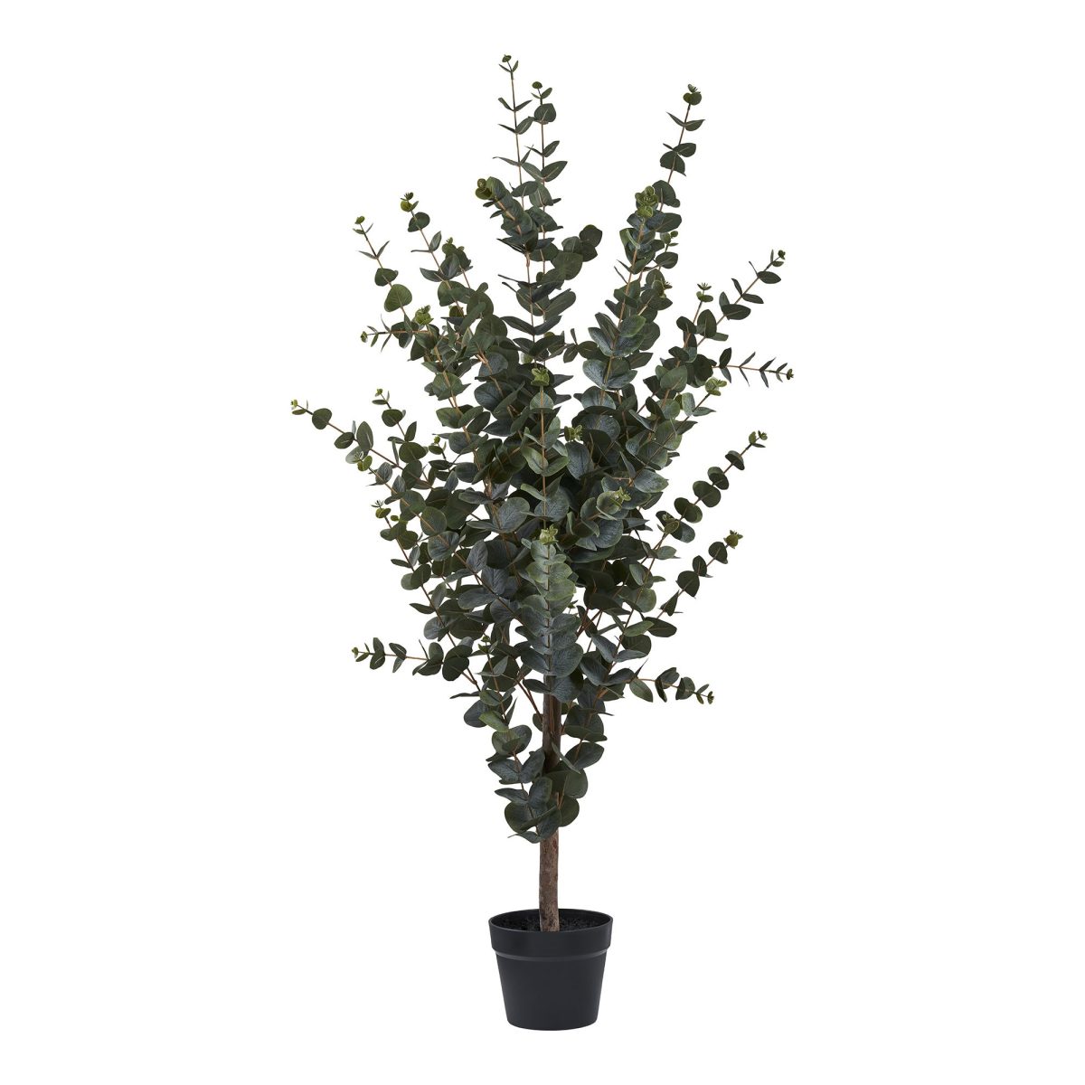 Eucalyptusboom - Afbeelding 1