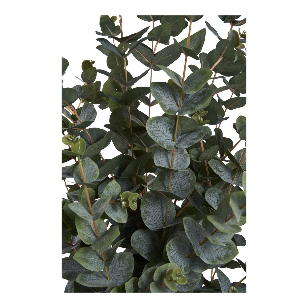Eucalyptusboom - Afbeelding 3