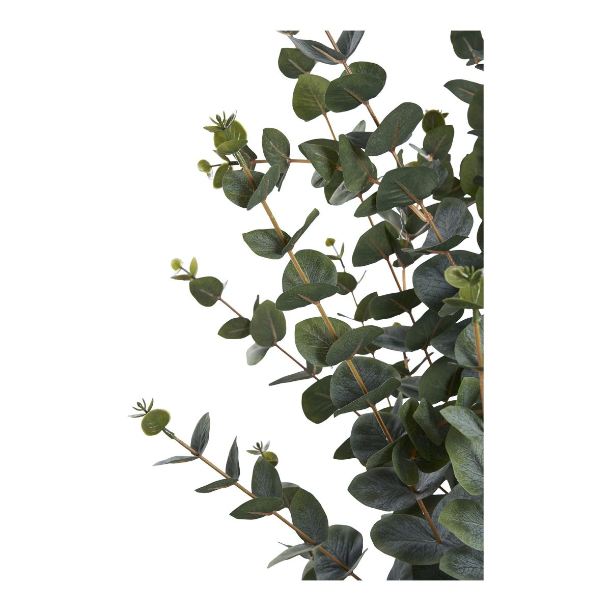 Eucalyptusboom - Afbeelding 4