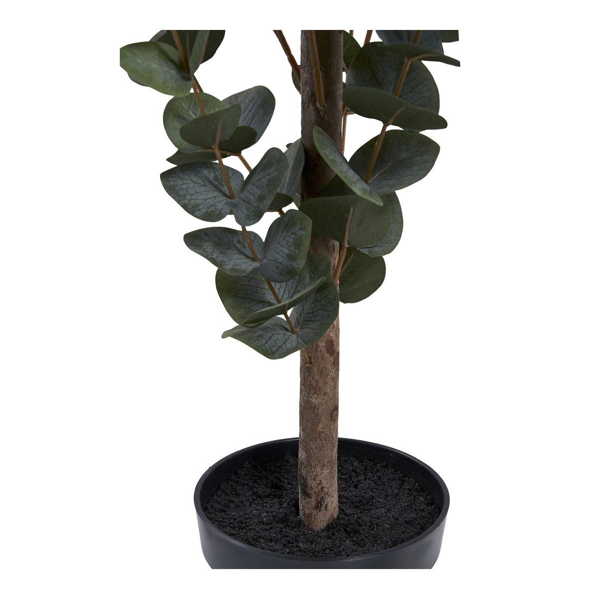 Eucalyptusboom - Afbeelding 5